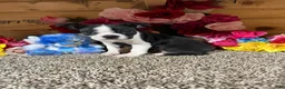 Boston Terrier dogs for sale: Boston Terrier 2 - Ad 2