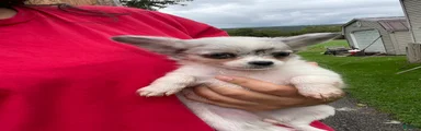 Chihuahua 4
