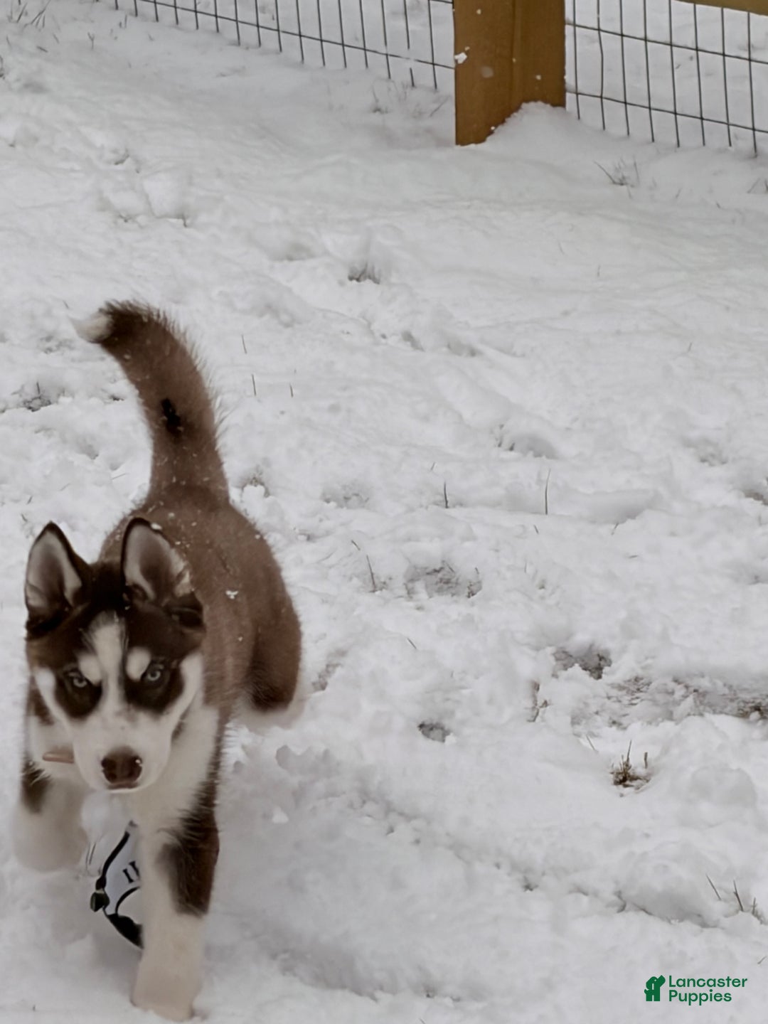 Siberian Husky dogs for sale: Archie  - Ad 4