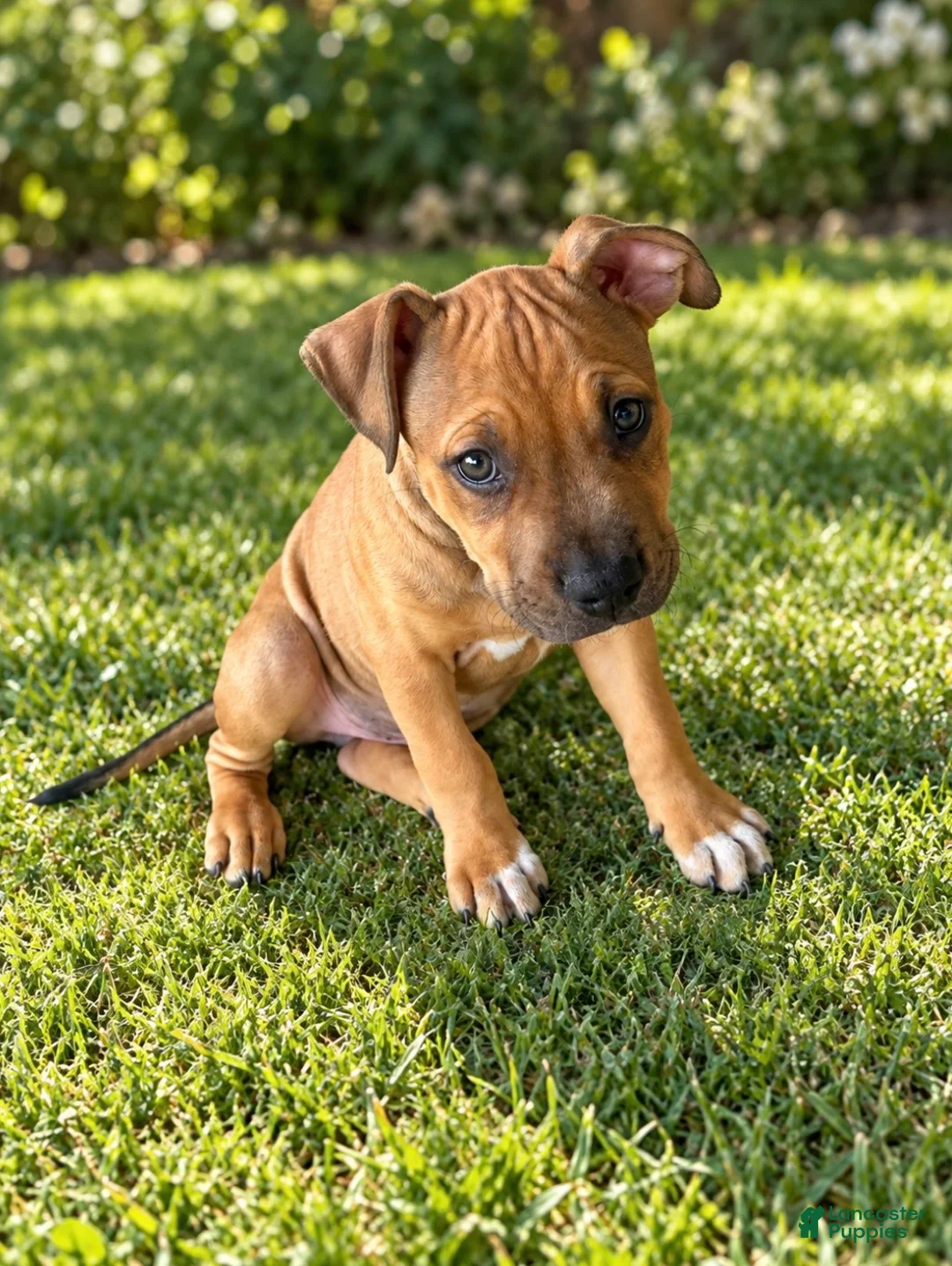 American Pit Bull Terrier dogs for sale: Prince - Ad 2