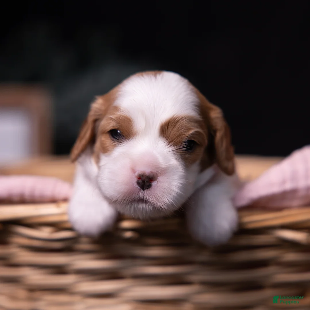 Cavalier King Charles Spaniel dogs for sale: Jubilee - Ad 2