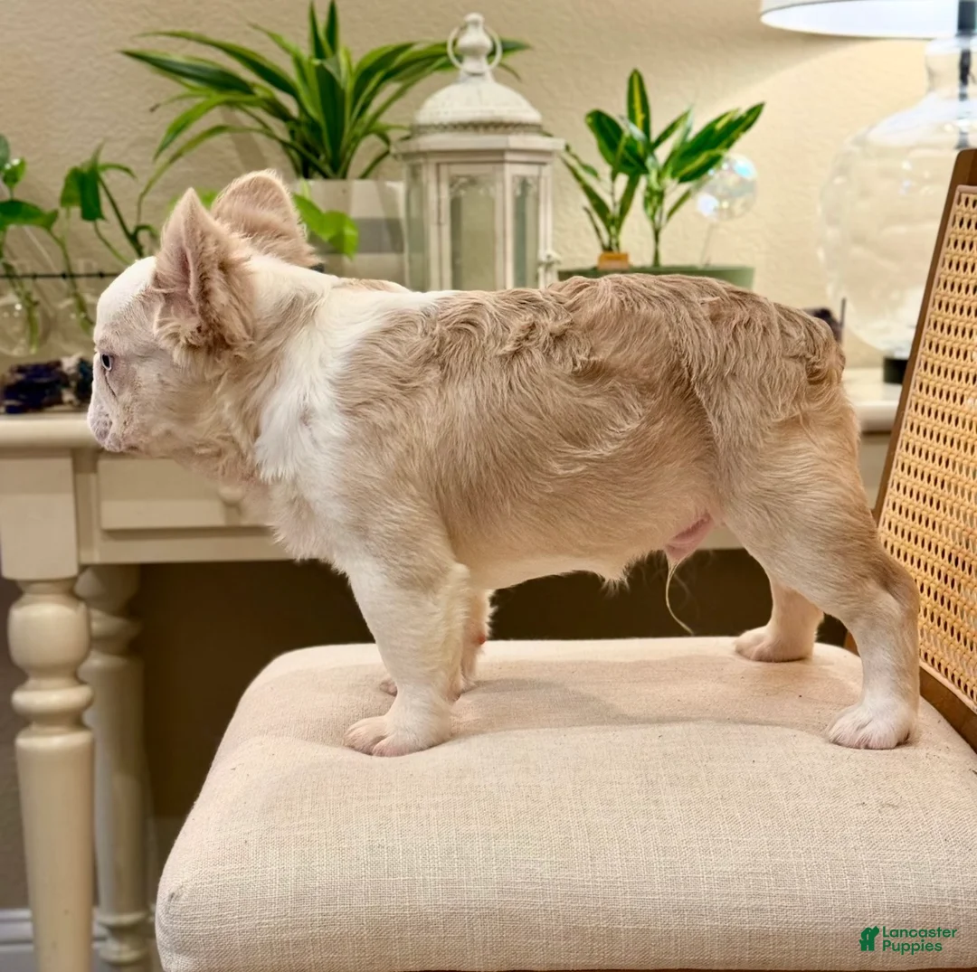 French Bulldog dogs for sale: French Bulldog Puppy 3 - Ad 1