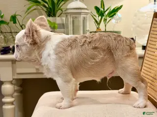 French Bulldog dogs for sale: French Bulldog Puppy 3 - Ad 2