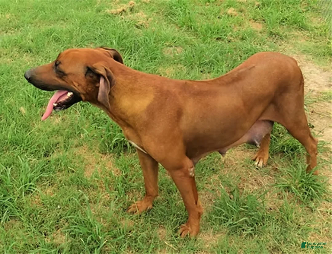 Rhodesian Ridgeback dogs for sale: Rhodesian Ridgeback Puppy 1 - Ad 5