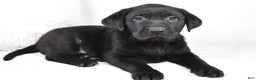 Labrador Retriever dogs for sale: Lucy - Ad 9