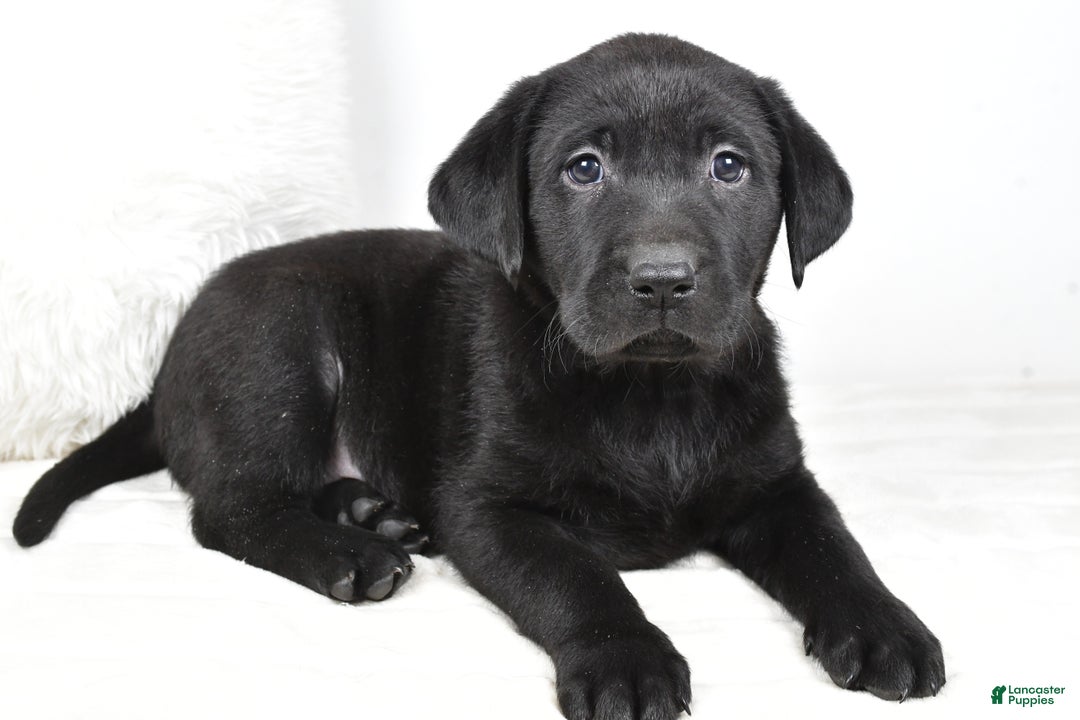 Labrador Retriever dogs for sale: Lucy - Ad 9