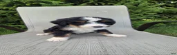 Bernedoodle dogs for sale: Bernedoodle Red - Ad 3