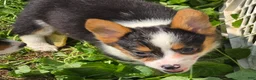 Welsh Corgi Pembroke dogs for sale: Raina - Ad 6