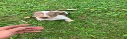 Miniature Dachshund dogs for sale: Akc Davon - Ad 1