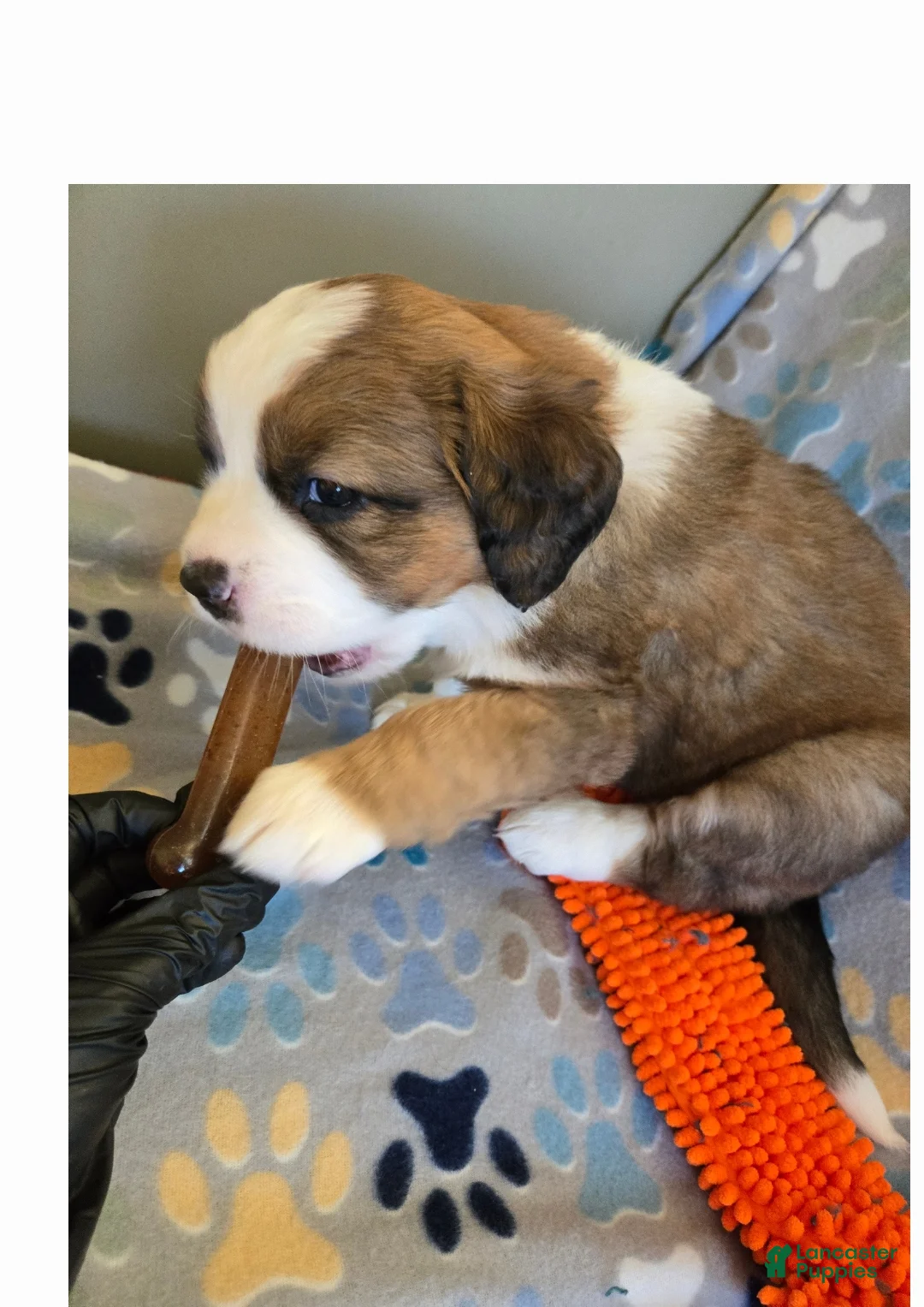 Mixed Breed dogs for sale: Princess - Ad 12