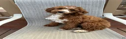 Mini Goldendoodle dogs for sale: Petite Lovely Mini Goldendoodle  - Ad 7