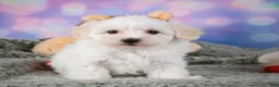 Maltipoo dogs for sale: milo - Ad 4