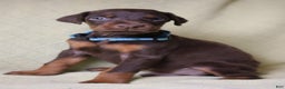 Doberman Pinscher dogs for sale: Hunter - Ad 6