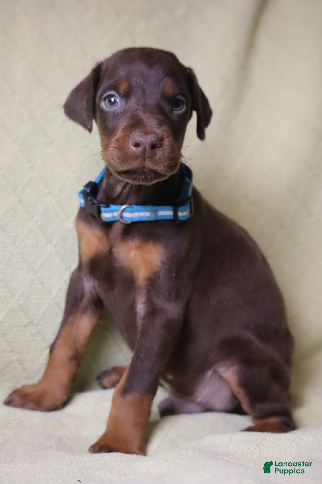 Doberman Pinscher dogs for sale: Hunter - Ad 6