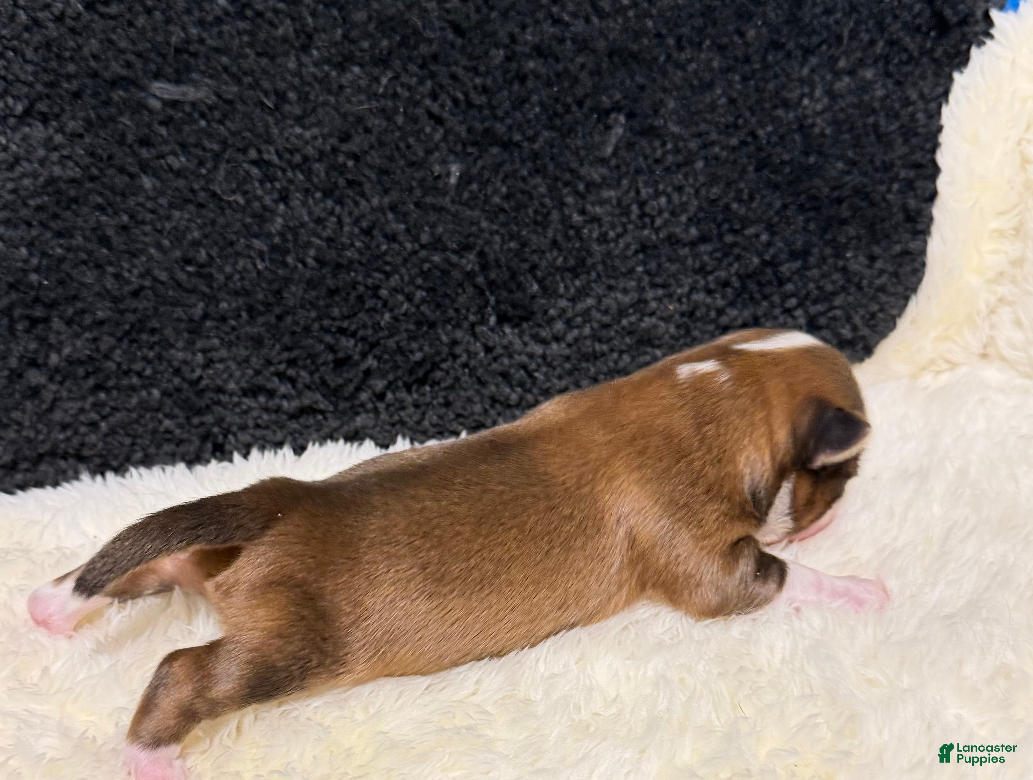 Chihuahua dogs for sale: Chihuahua 2 - Ad 3