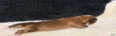 Chihuahua 2