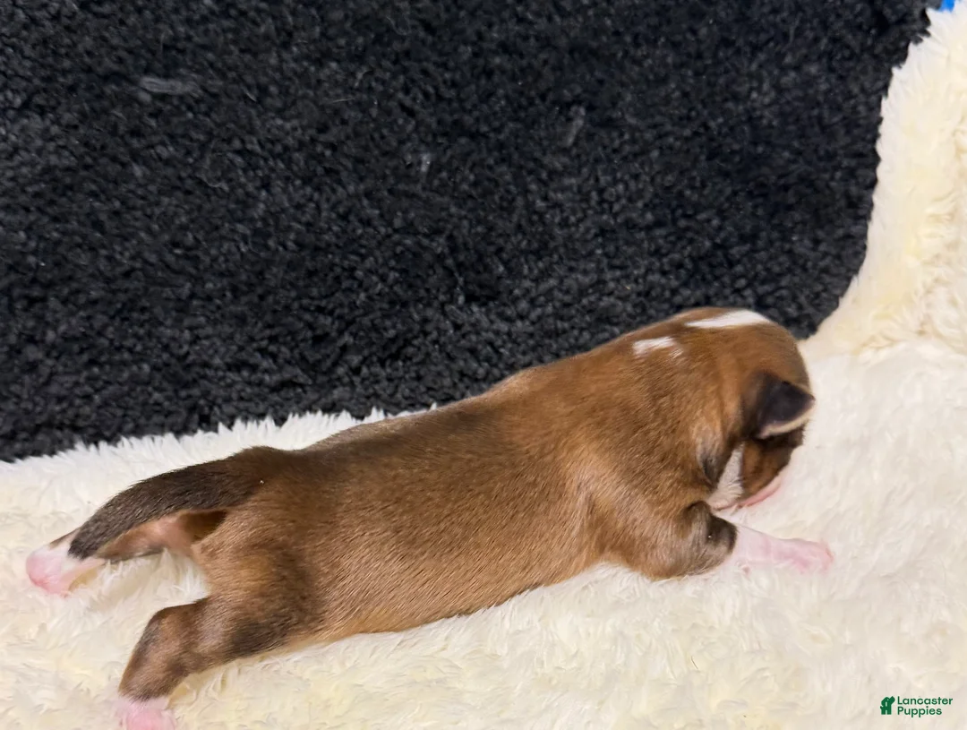 Chihuahua dogs for sale: Chihuahua 2 - Ad 1