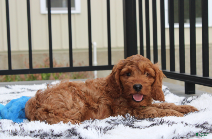 Cockapoo dogs Loki - Ad 1