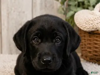 Labrador Retriever dogs Girl 1 - Ad 22