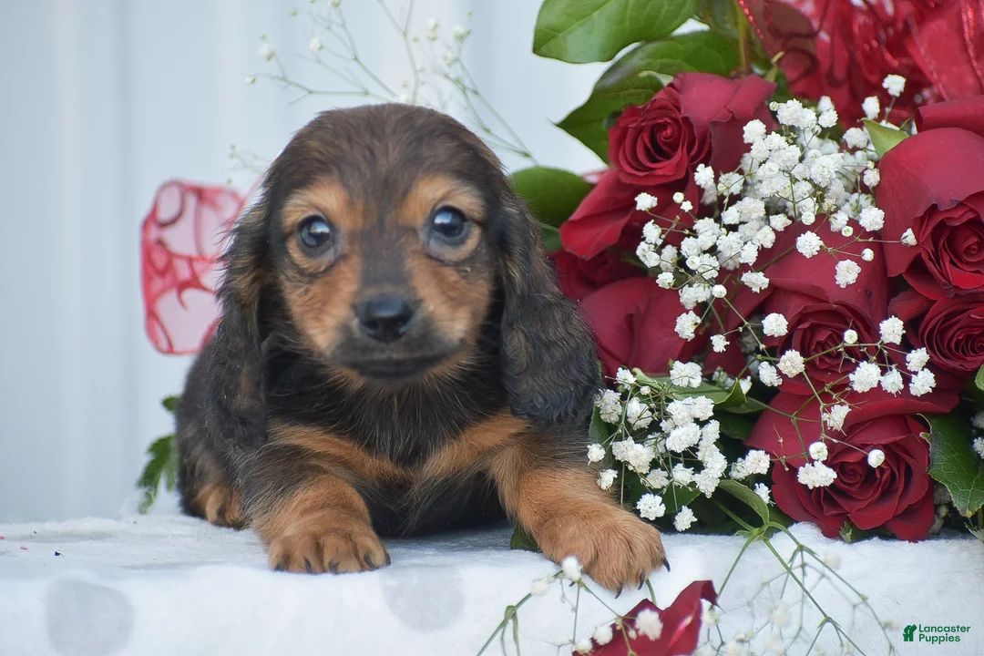Miniature Dachshund dogs for sale: Austin - Ad 3