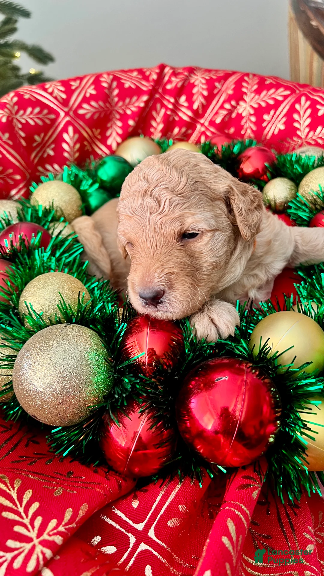 Goldendoodle dogs for sale: Luv – Apricot Medium Goldendoodle (F) – Service Dog Temperament Candidate - Ad 9