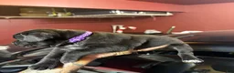 Cane Corso dogs for sale: Cane Corso Puppy 7 - Ad 4