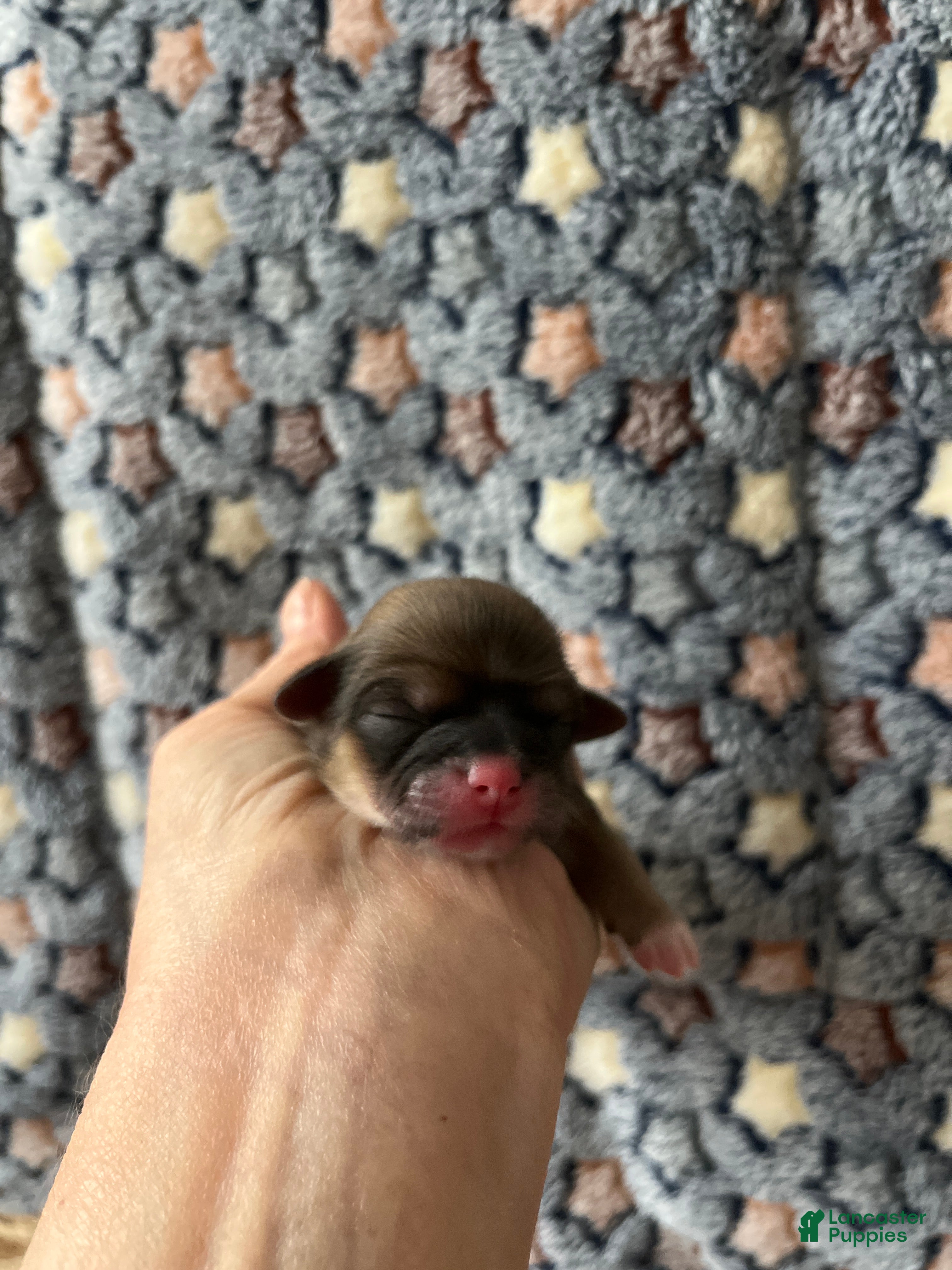 Shih Tzu dogs Lexie - Ad 24