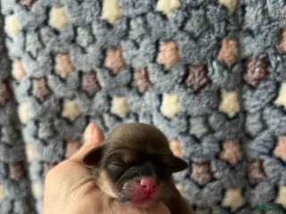 Shih Tzu dogs Hope - Ad 36