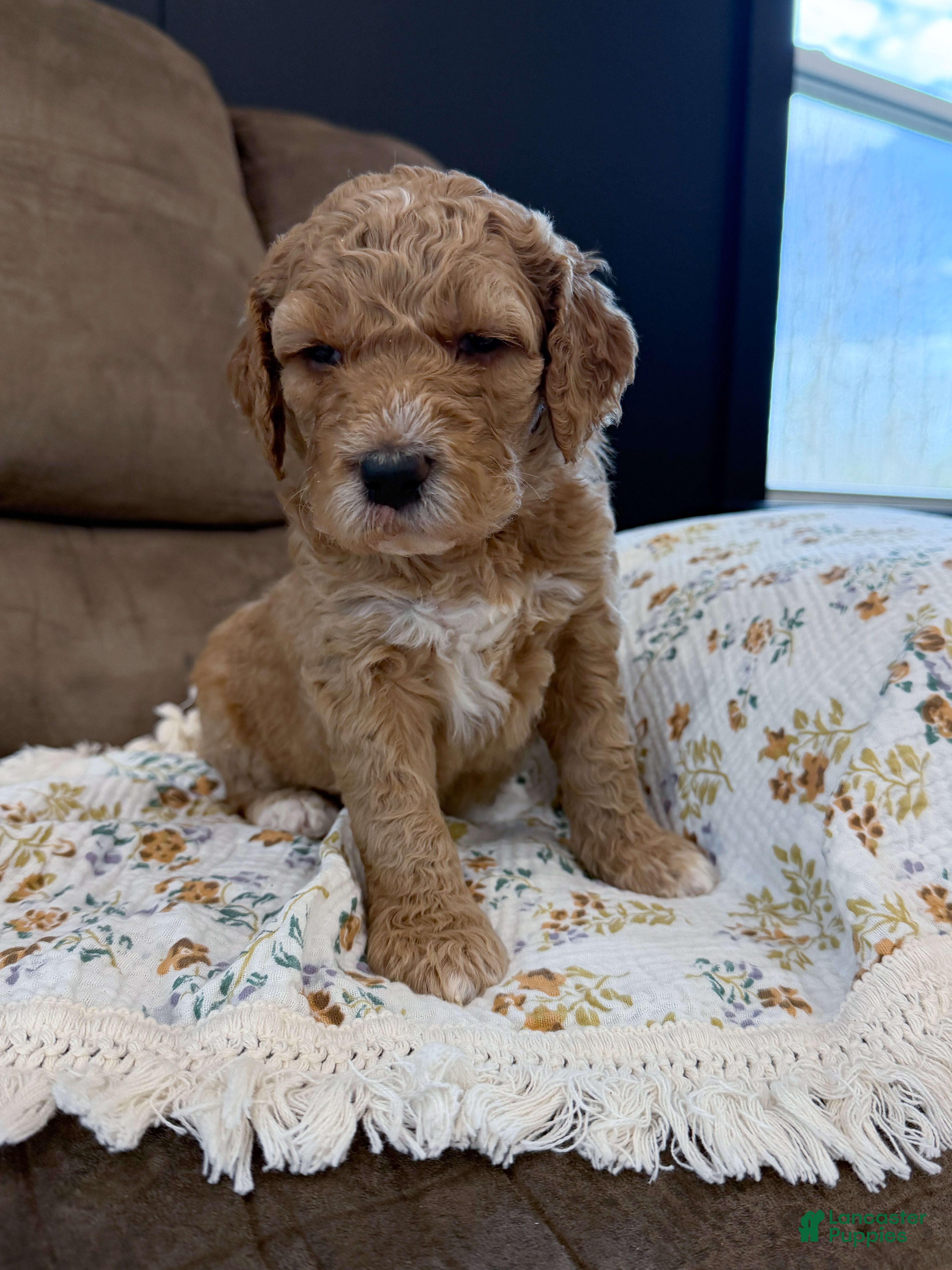 Goldendoodle dogs Raleigh - Ad 1