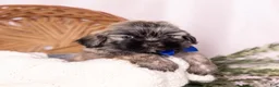 Mixed Breed dogs for sale: Liberty - Ad 3