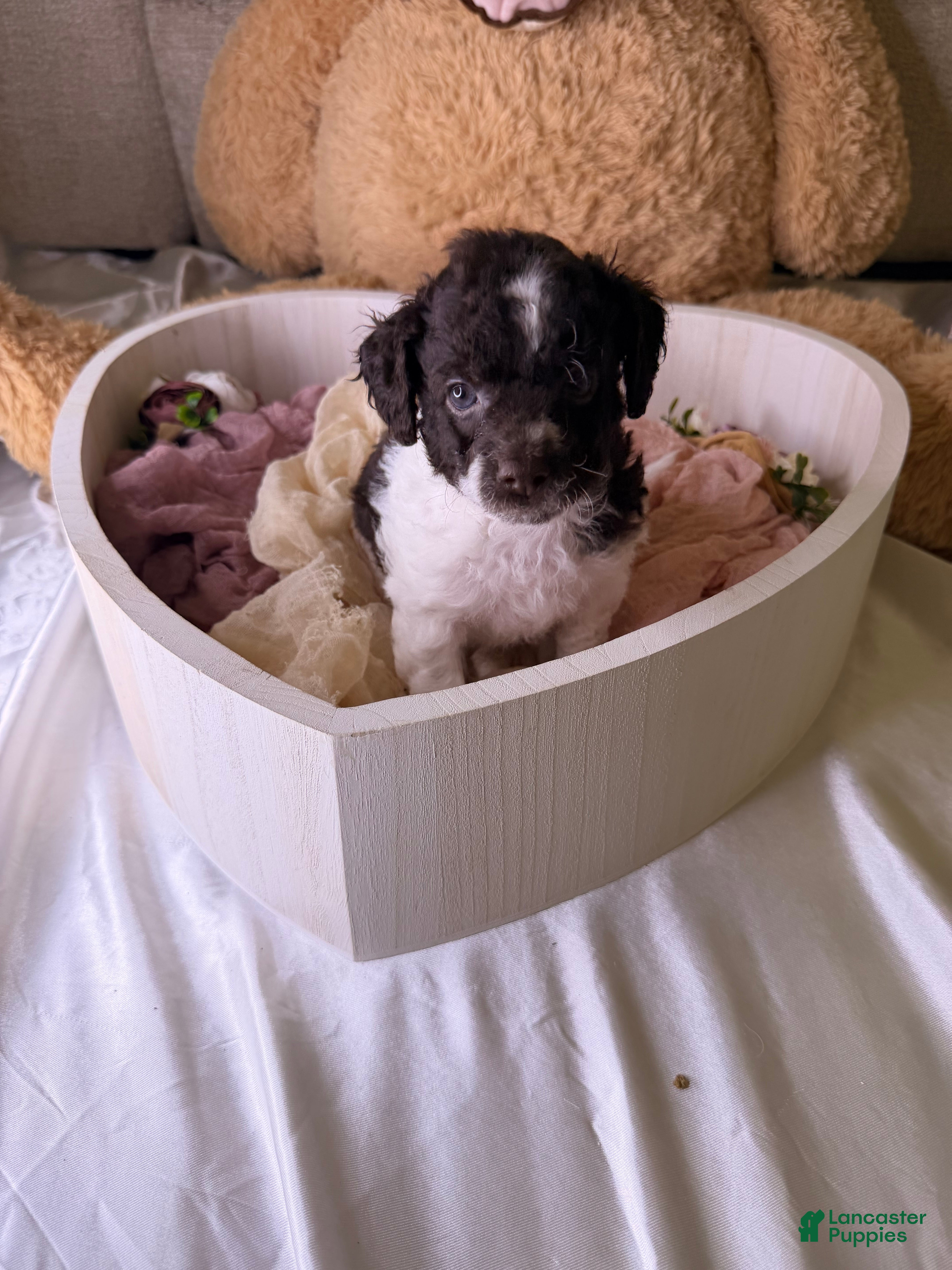 Cockapoo dogs Kim - Ad 2