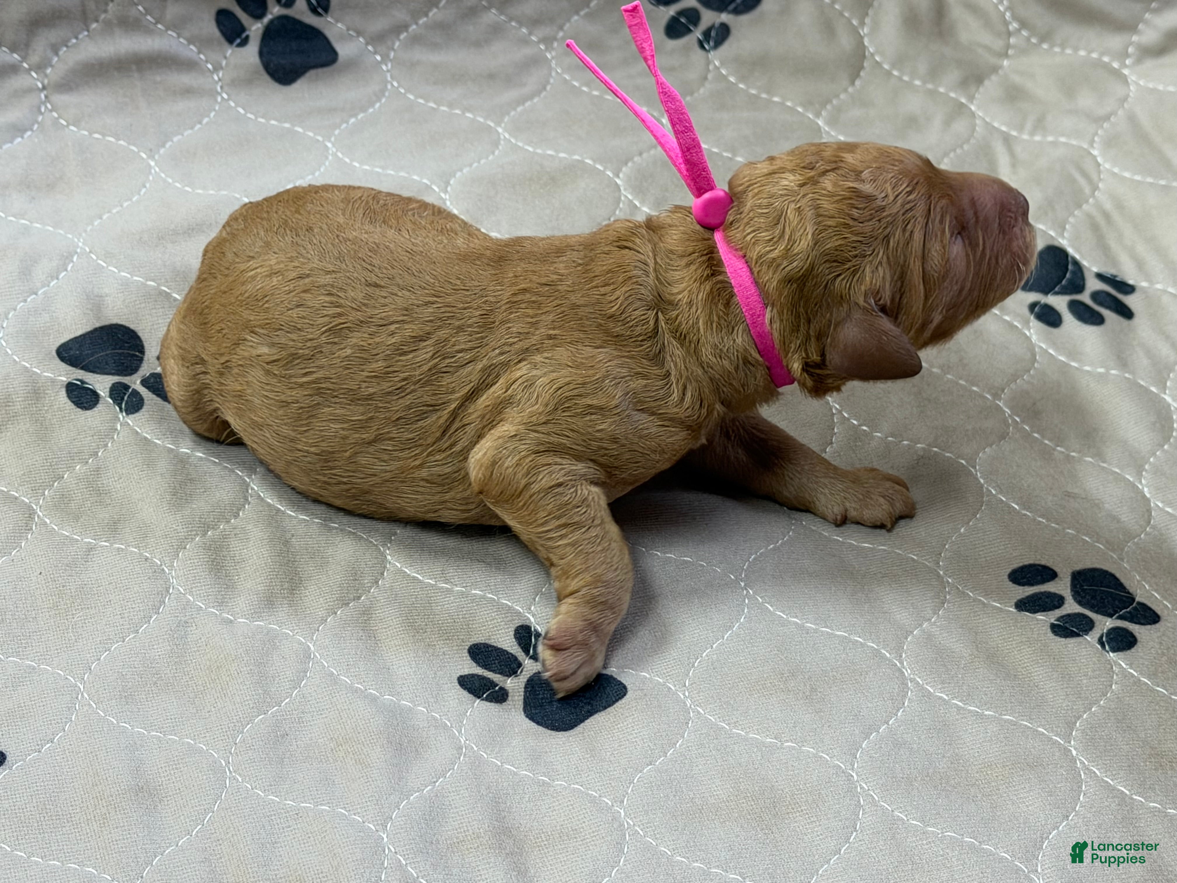 Goldendoodle dogs Pink - Goldendoodle Puppy 5 - Ad 2