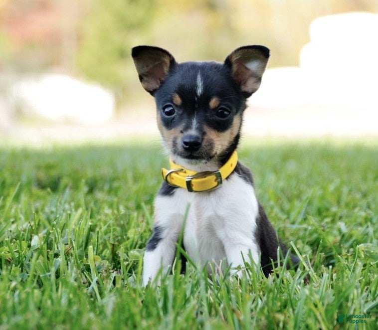 Toy Fox Terrier Puppies for sale Lancaster Puppies - Main Image