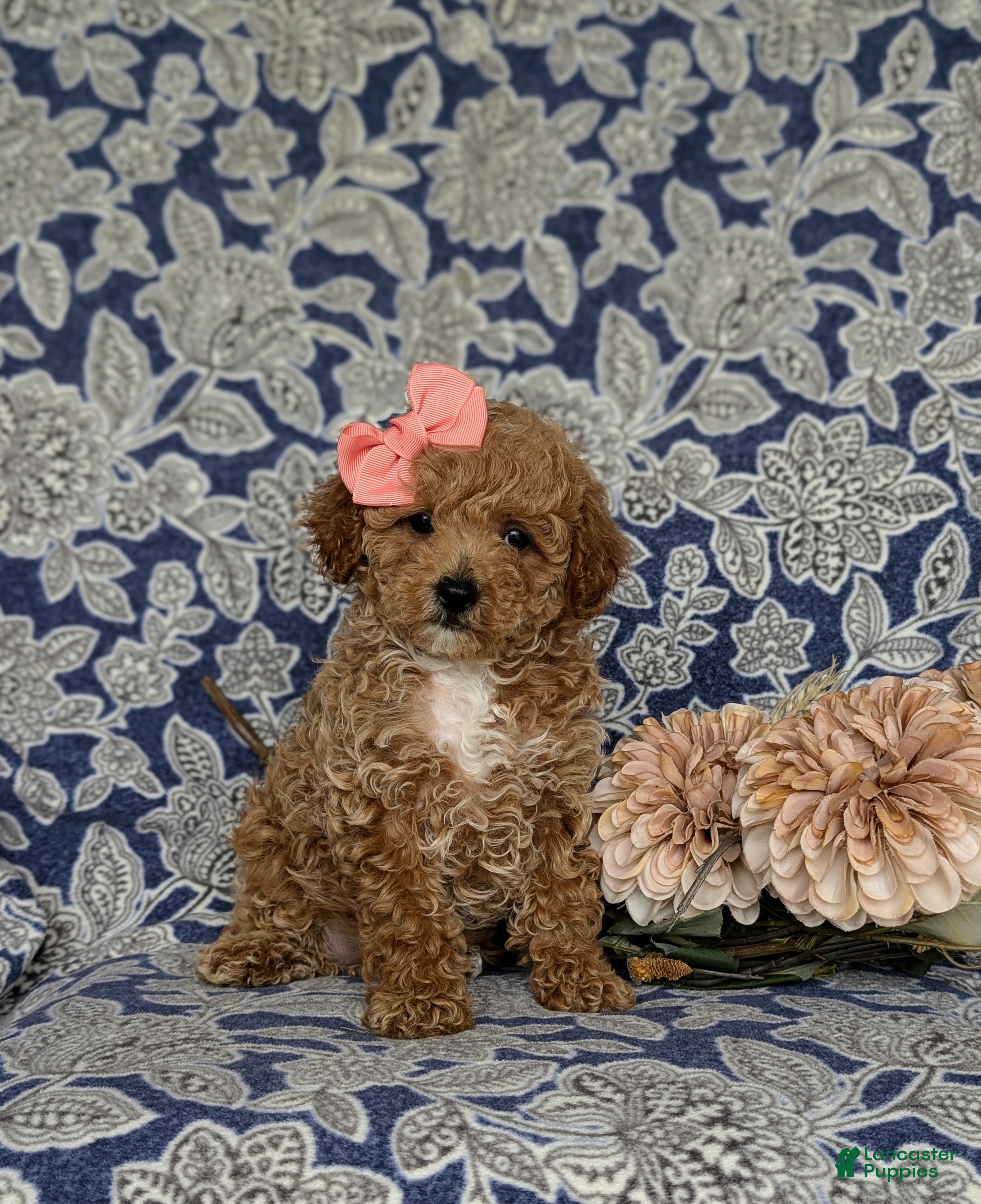 Miniature Poodle dogs Priscilla - Ad 2