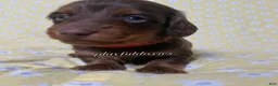 Miniature Dachshund dogs for sale: Tootsie - Ad 35