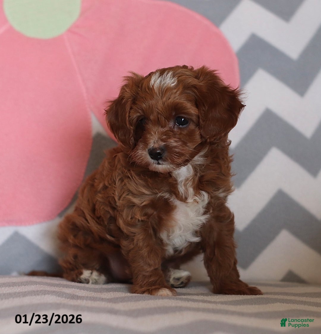 Cavapoo dogs for sale: Princess - Ad 2