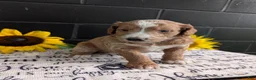 Goldendoodle dogs for sale: Lola - Ad 9