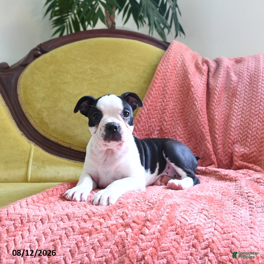 Boston Terrier dogs Vera - Ad 2