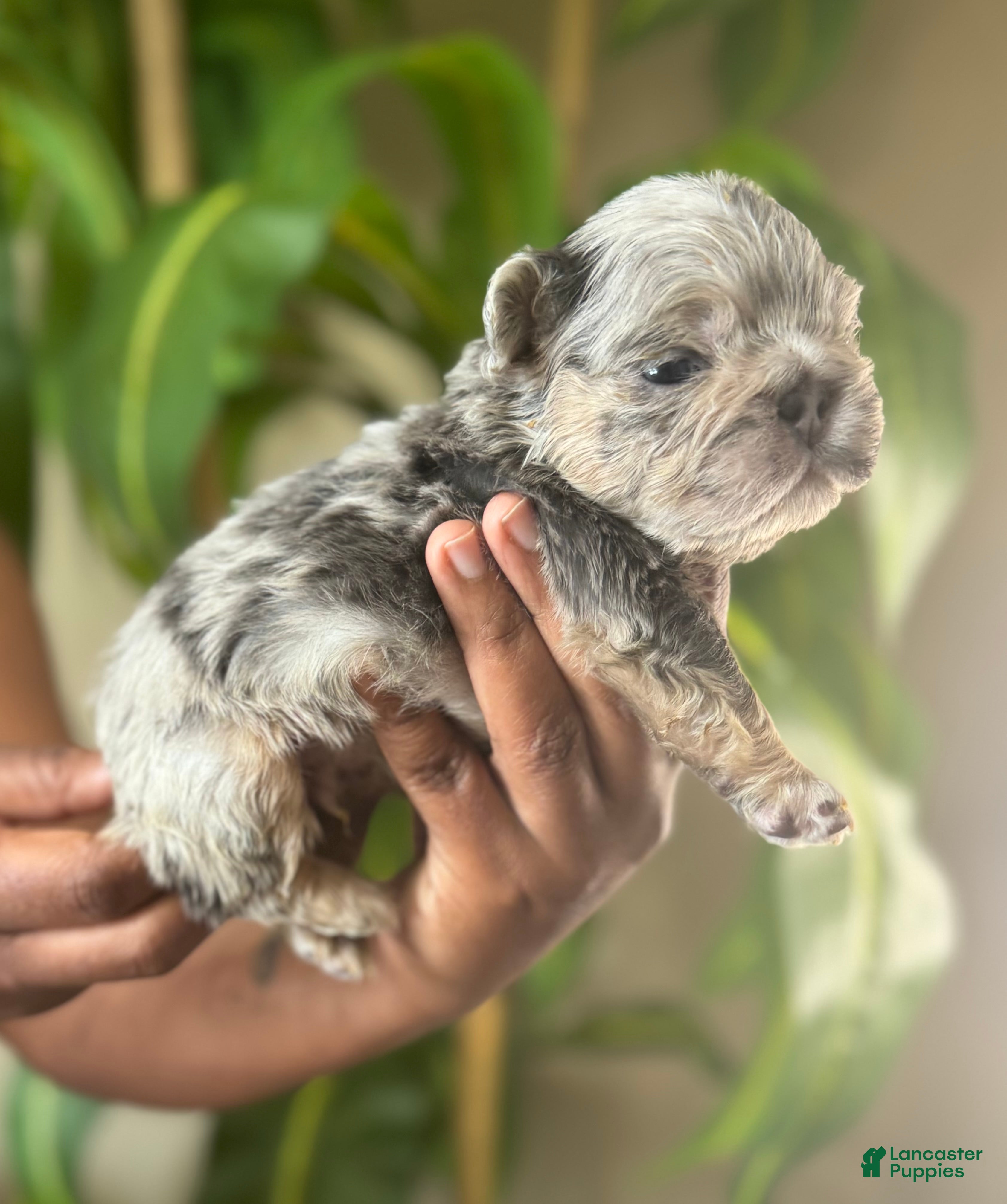 French Bulldog dogs Twix  - Ad 2