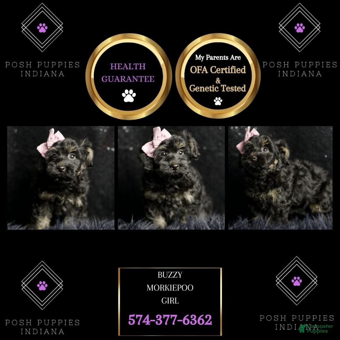 Maltipoo dogs for sale: Buzzy - Ad 6
