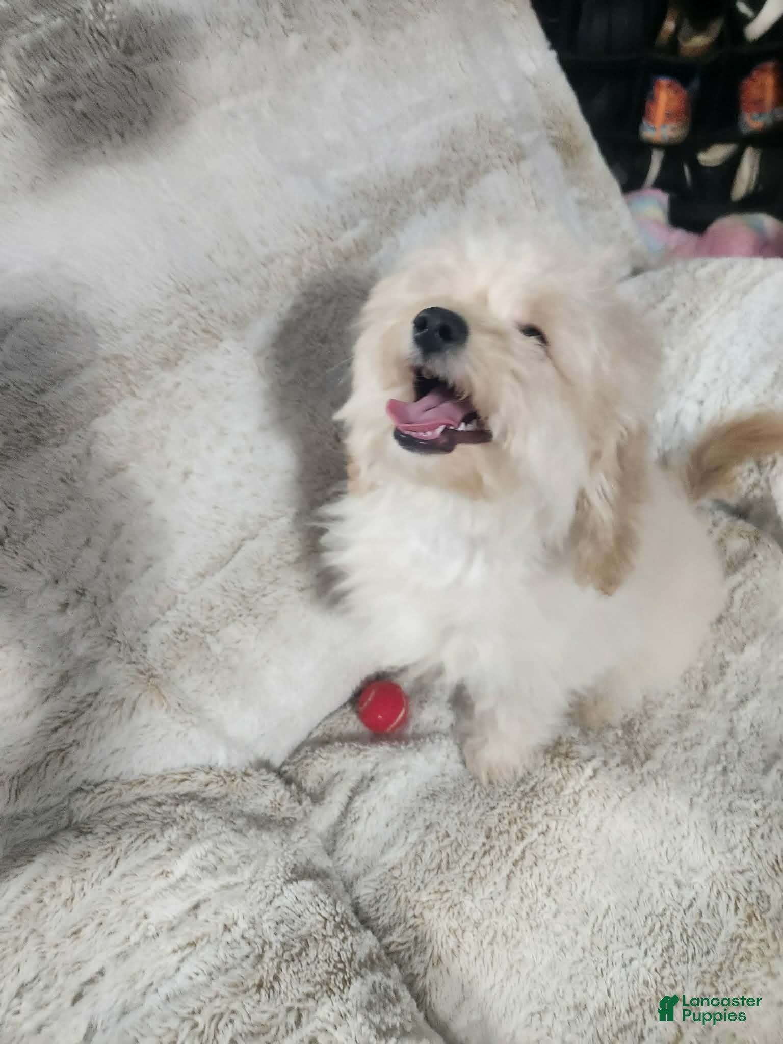 Pomapoo dogs Simba - Ad 29