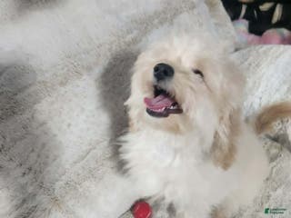 Pomapoo dogs Simba - Ad 32