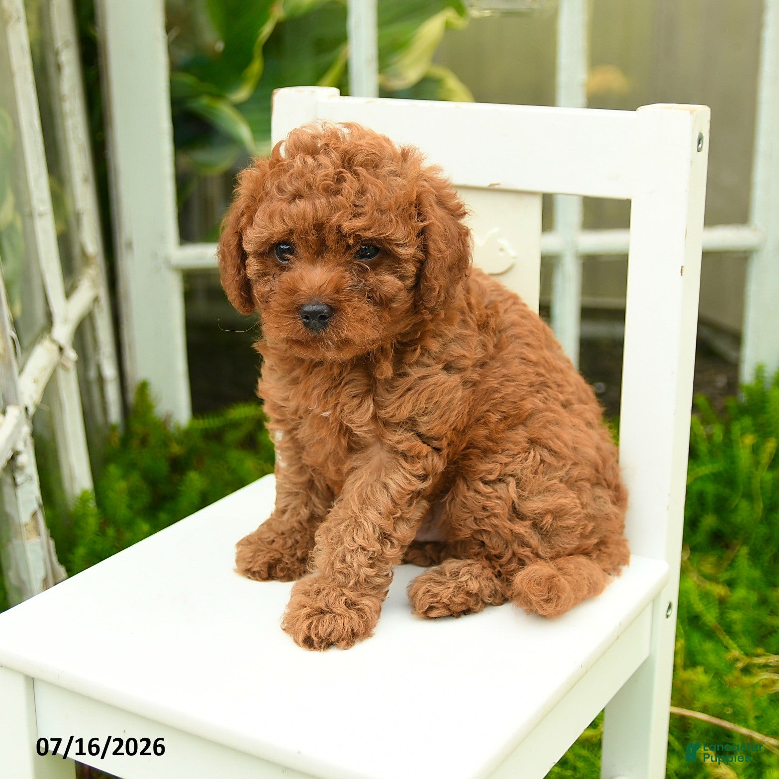 Cavapoo dogs for sale: Charlie - Ad 3