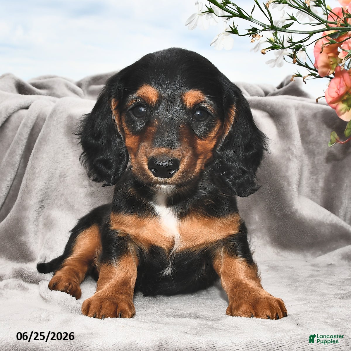 Miniature Dachshund dogs Millie - Ad 2