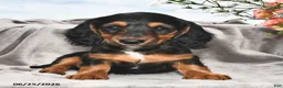 Miniature Dachshund dogs for sale: Millie - Ad 2