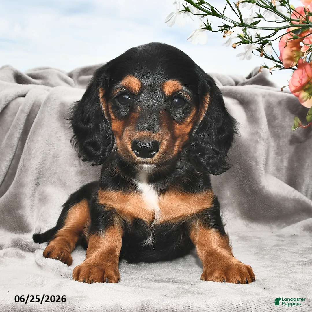 Miniature Dachshund dogs for sale: Millie - Ad 2
