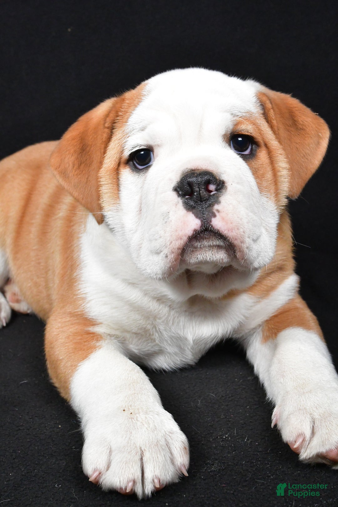 Mixed Breed dogs for sale: Cash - Ad 3