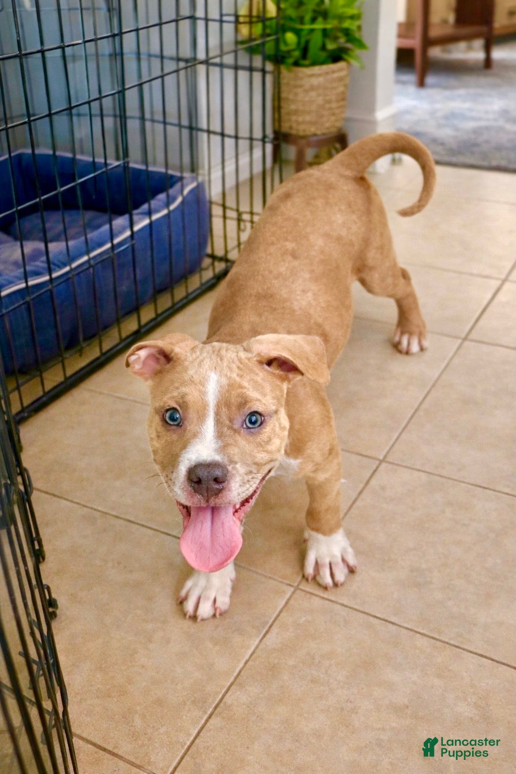 American Bully dogs American Bully Puppy 3 - Ad 8