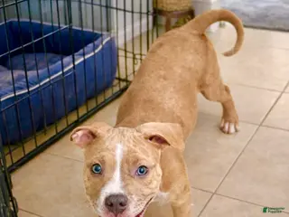 American Bully dogs American Bully Puppy 3 - Ad 8