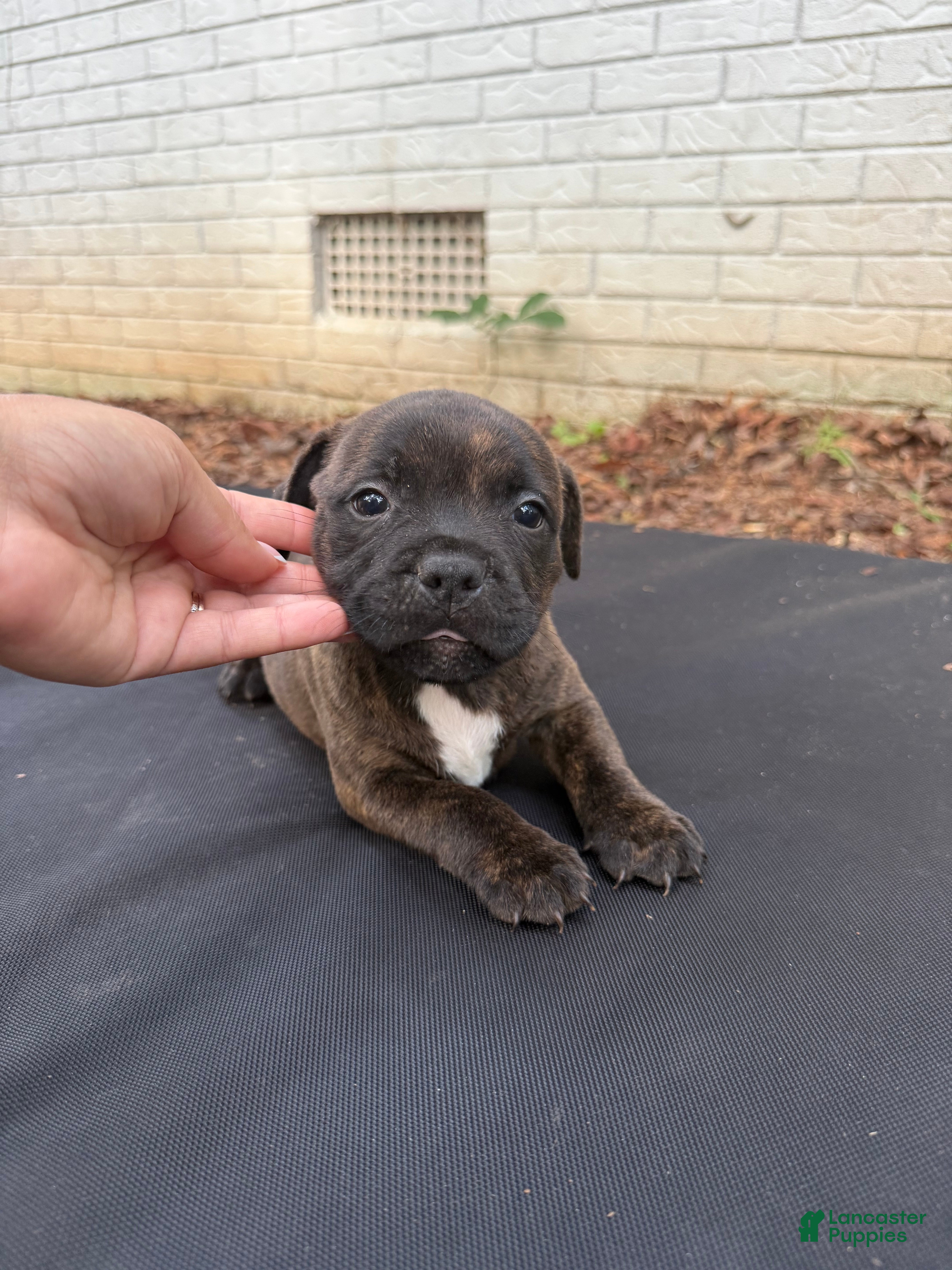 Staffordshire Bull Terrier dogs Staffordshire Bull Terrier 2 - Ad 1